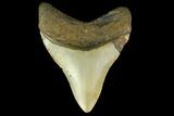Fossil Megalodon Tooth - North Carolina #131604-1